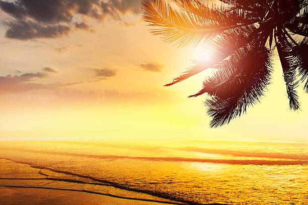 istock Tropical beach landscape. Design banner background. Coconut palm 488981794