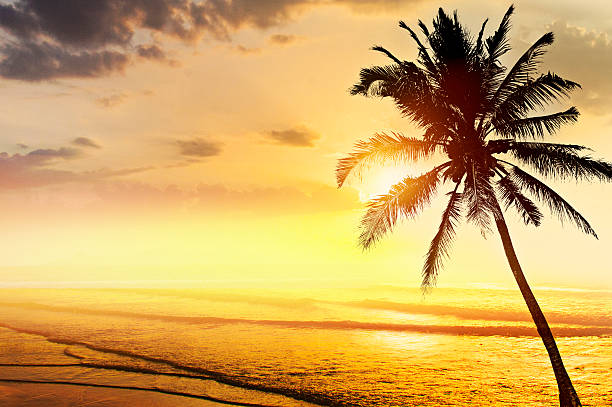 istock Tropical beach landscape. Design banner background. Coconut palm 488981842