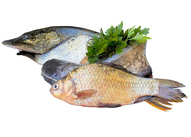 Fresh river fish. Fish, river, isolated, meal, many, catfish, hobbies, green, white, tail. golden tench stock pictures, royalty-free photos & images