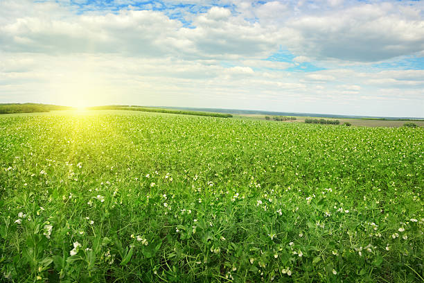 Beautiful sunrise over field pea