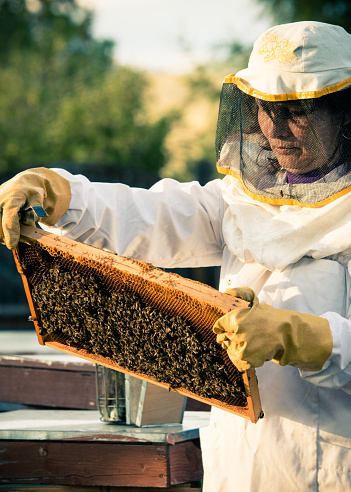Beekeeper woman working with a frame full of bees.