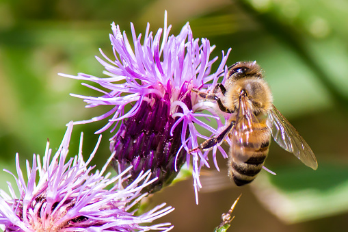 close up of honey bee on a purple flower