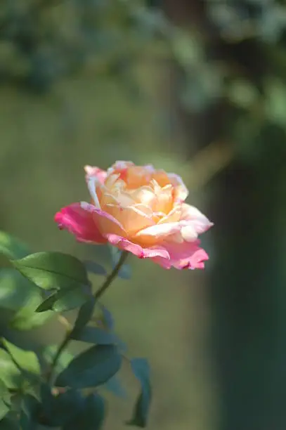 close-up of a rose 