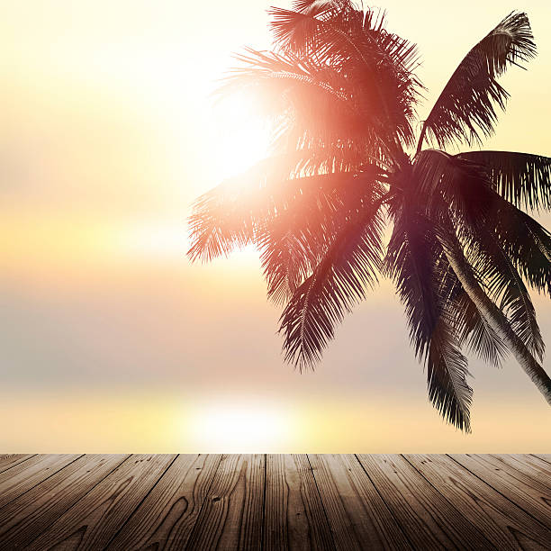 istock Shiny tropical landscape banner background. Coconut palm tree ov 488985668