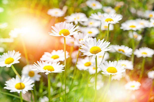 istock Summer meadow of daisies 488985972