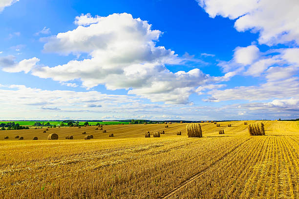 istock Yellow Round Straw Bales on Stubble Field 488986790