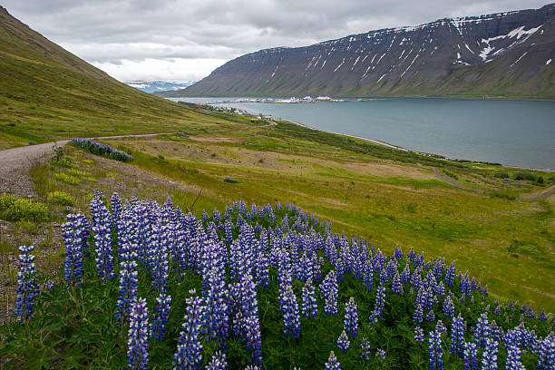 istock Isafjordur Town, Westfjords, Iceland 488987348