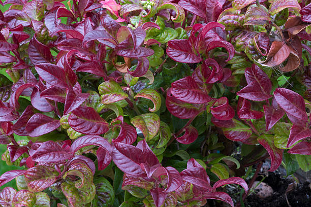 istock Leucothoe Axillaris or Red Curly garden plant 488987800