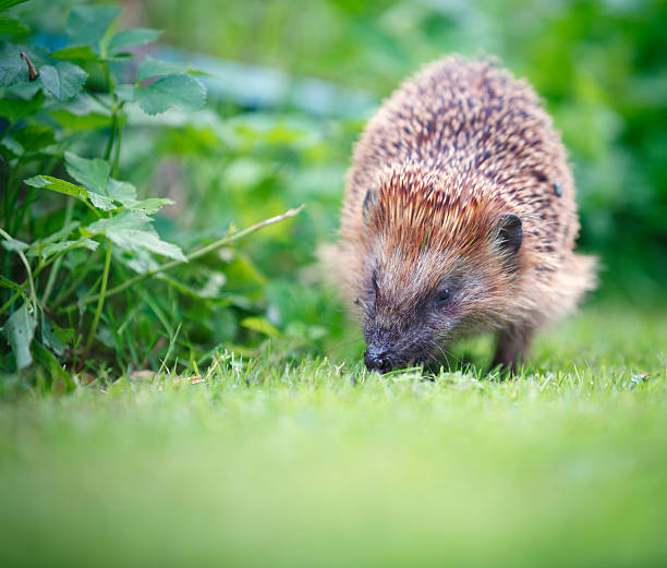 istock Little hedgehog in garden 488988860