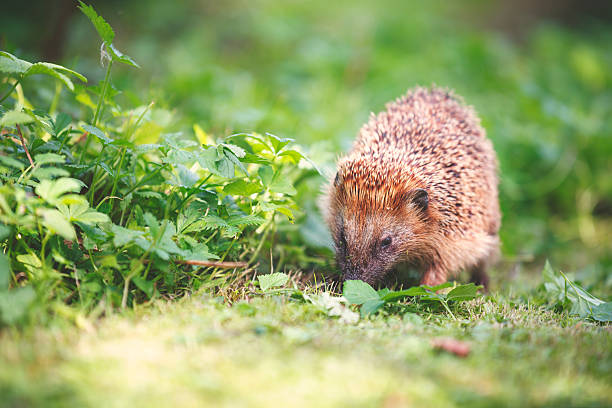istock Little hedgehog in garden 488989488