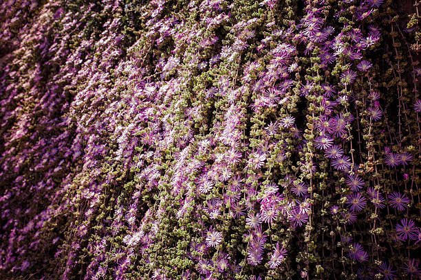 cascade blooming ivy stock photo