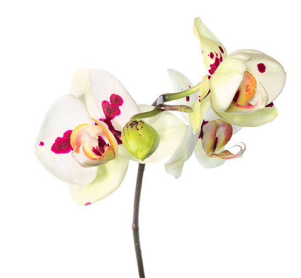 istock white orchid with lilac spots is isolated 488998677