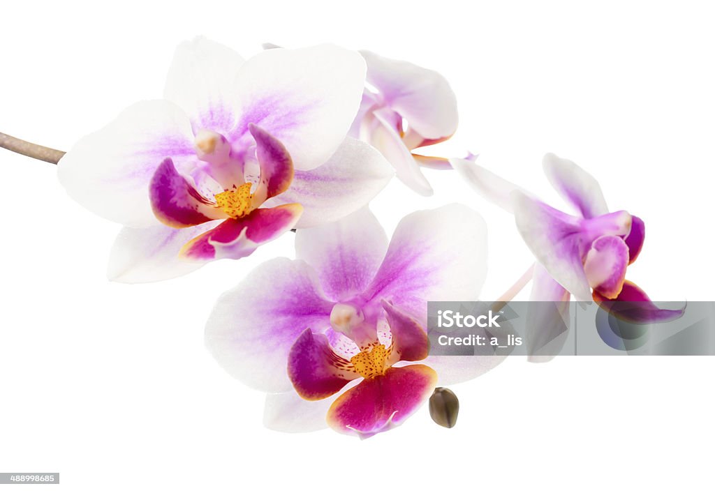 Blooming branch white and red orchid , phalaenopsis is isolated Blooming branch white and red orchid , phalaenopsis is isolated on white background Beauty In Nature Stock Photo