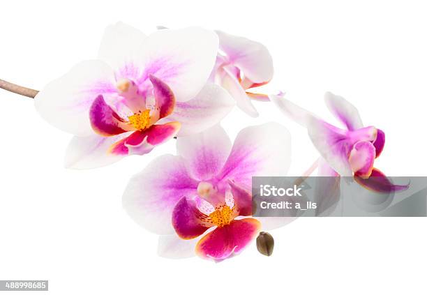 Blooming Branch White And Red Orchid Phalaenopsis Is Isolated Stock Photo - Download Image Now