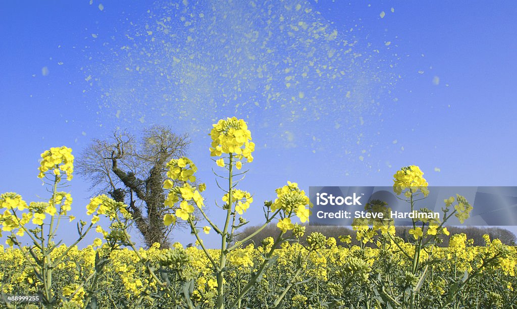 Pollen in der Luft healthcare2014 - Lizenzfrei Heuschnupfen Stock-Foto