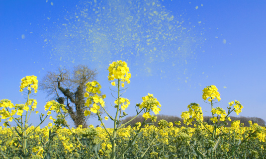 An image depicting the release of pollen into the air, a common problem of hay fever for millions of people around the world. The pollen is over emphasized to be seen.