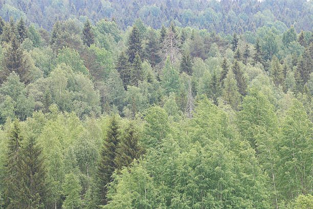 istock Mountain landscape in the mist on the horizon 488999266