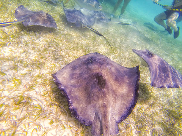 istock Photo taken in Belize 488999277