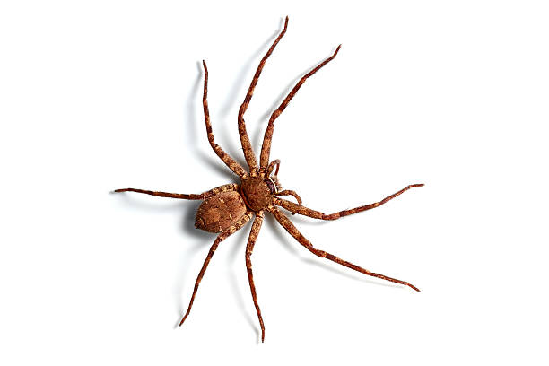 spider isolated stock photo