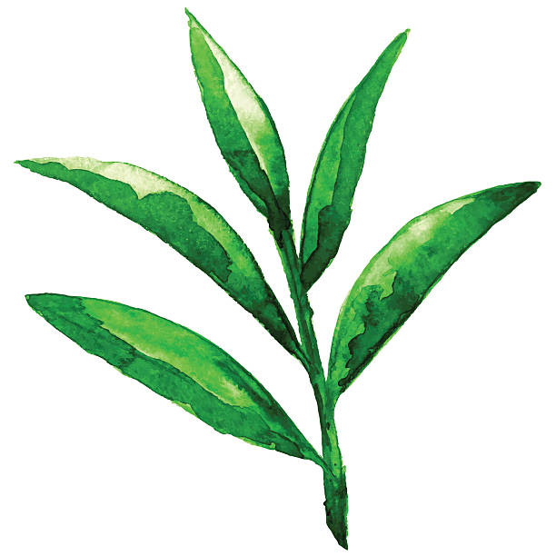 워터컬러 스케치 녹색 잎 - bamboo shoot leaf bamboo green stock illustrations