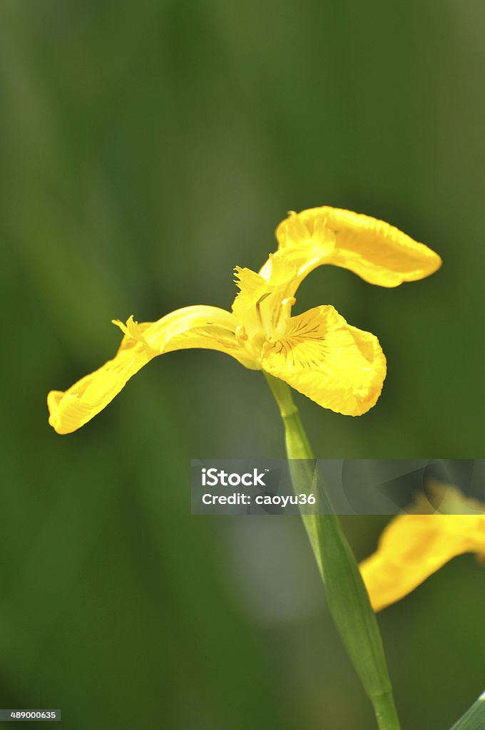 Flor de la flor amarilla gladiolo - Foto de stock de Aire libre libre de derechos