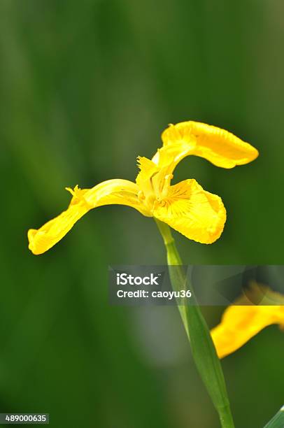 Blossom Yellow Gladiolus Flower Stock Photo - Download Image Now - Beauty, Beauty In Nature, Blossom