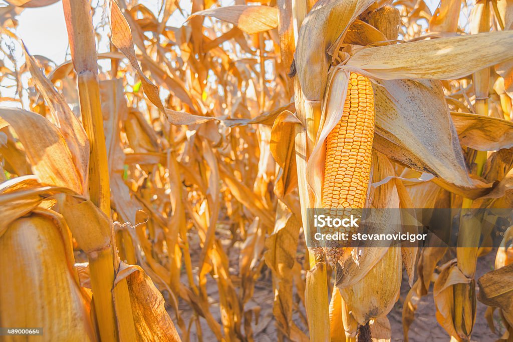 Madura de milho de campo de milho no talo - Foto de stock de 2015 royalty-free