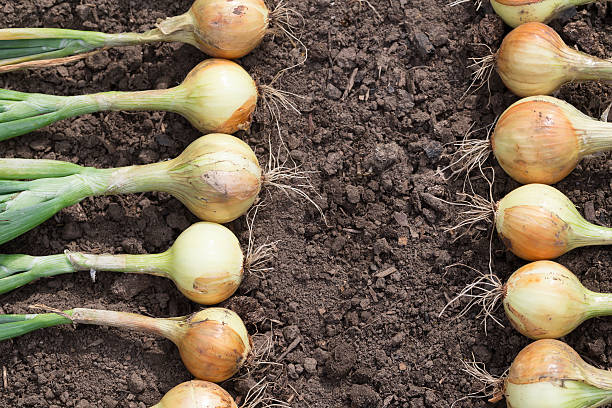 istock Harvest of onion on the ground. 489000917