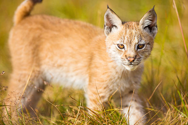 istock Cute young lynx cub plays in the meadow 489001080