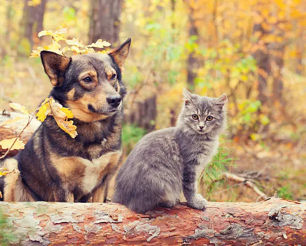 Photo of Dog and cat best friends sitting together in autumn forest