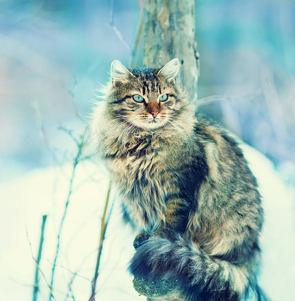 istock Siberian cat siting outdoors in snowy winter 489001458
