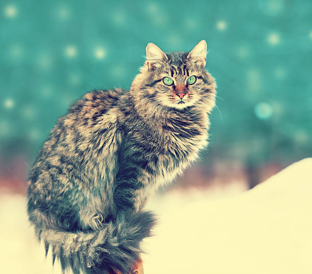istock Siberian cat siting outdoors in snowy winter 489001478