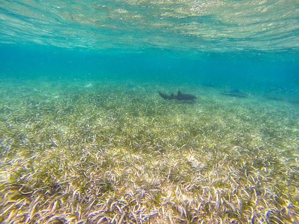 istock Photo taken in Belize 489001851