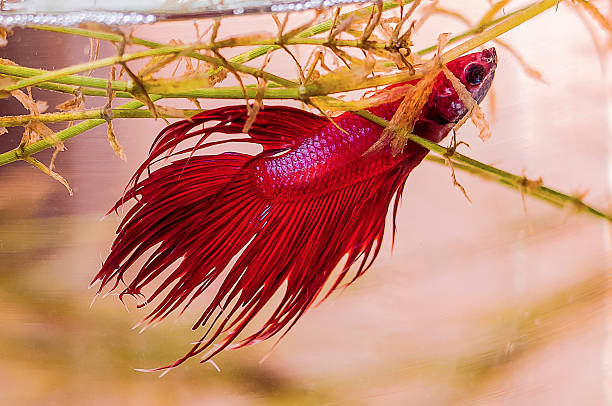 istock Red Siamese fighting fish  in a glass jar 489001866
