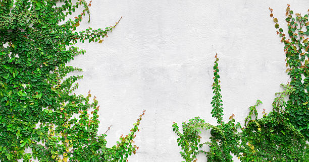 istock Green Creeper Plant on white wall 489002222