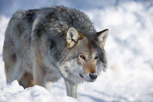 istock The Arctic Wolf Sneaking Up On A Meal 489002449