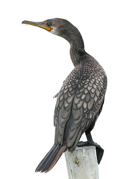istock Little cormorant, Javanese cormorant (Microcarbo niger) 489003130