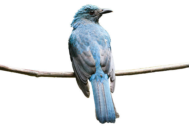 istock female Asian Fairy-bluebird 489003354