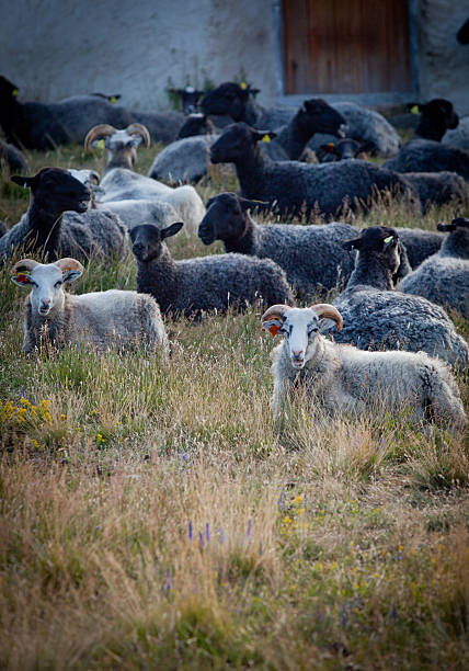 pecore sdraiati mangiare durante una sera d'estate in svezia - faro svezia foto e immagini stock