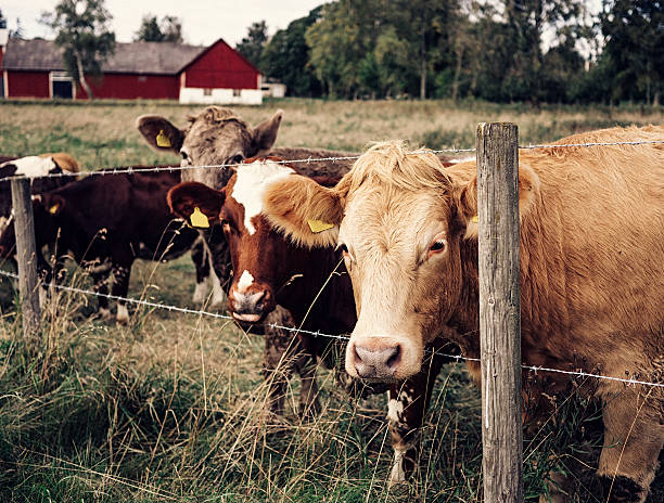 istock Cute cows outdoors in autumn nature 489003800
