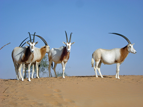 Small group of Scimitar-horned oryx in Arasbian dessert of Abu Dhabi