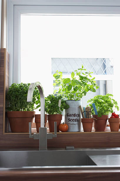 istock Herbs growing in flowerpots at kitchen sink 489004007
