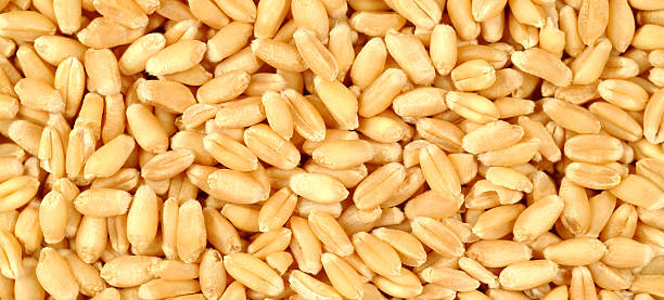 istock Grains of wheat close-up 489004093