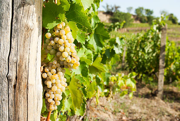 istock Vineyards in sunny autumn harvest 489004268