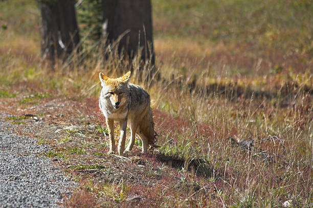istock The beautiful meadow wolf in  park 489004411