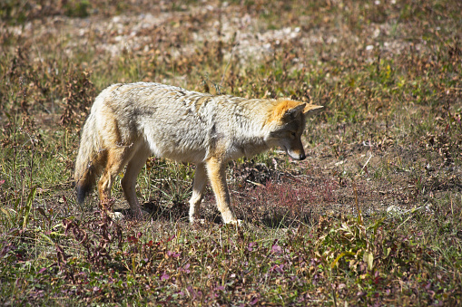 The beautiful meadow wolf in Yellowstone national park