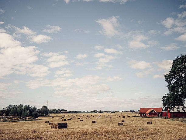 istock Autumun harvesting landscape in Sweden 489004456
