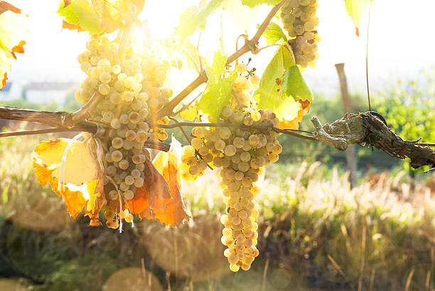 istock Vineyards in sunny autumn harvest 489004684