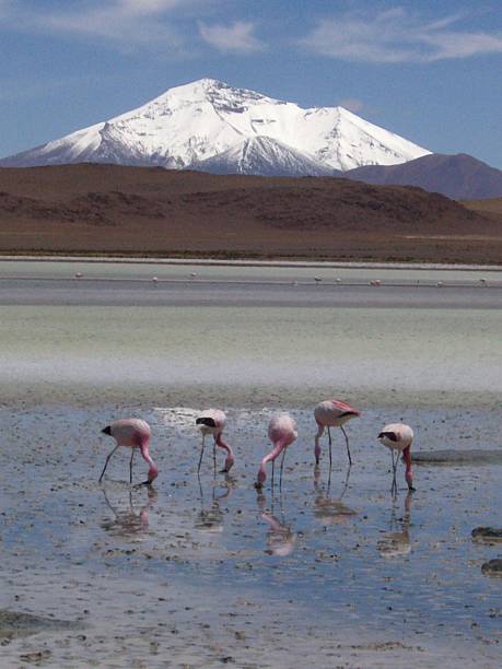istock Flamingos of Uyuni 489004818