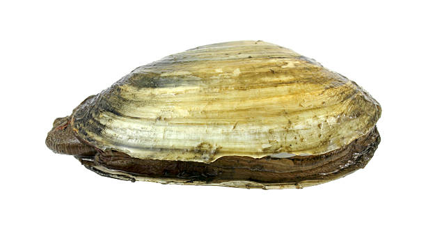 Clam Softshell 220+ Soft Shell Clam Stock Photos, Pictures & Royalty-Free Images - iStock